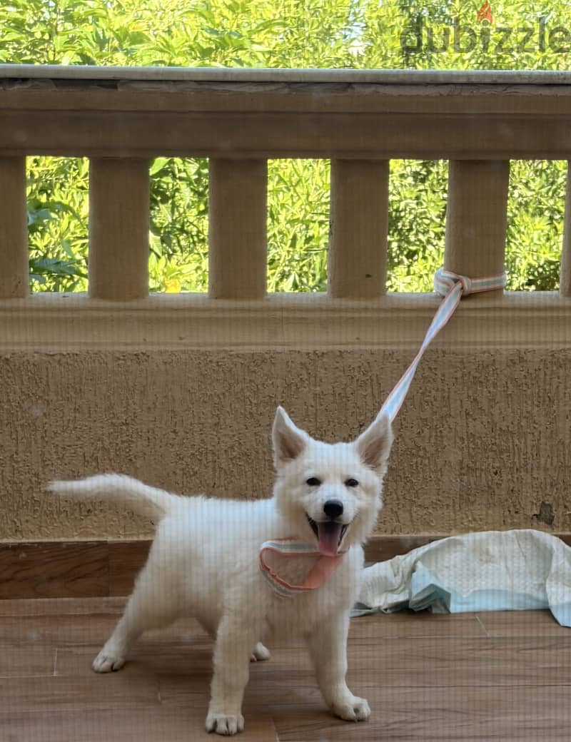 White german shepherd puppy 2