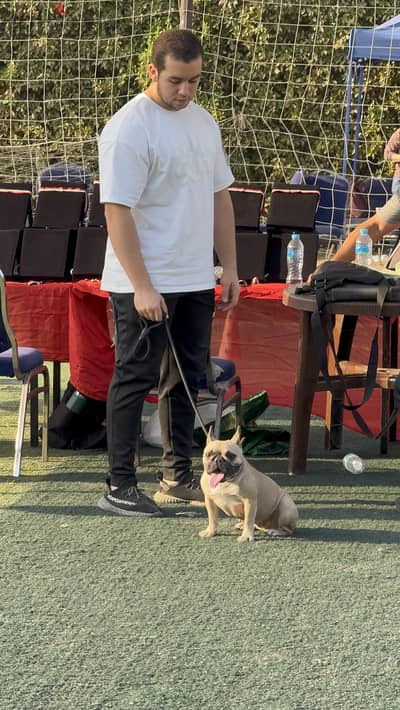 للبيع نتايه French bulldog مستوى عالي جدا