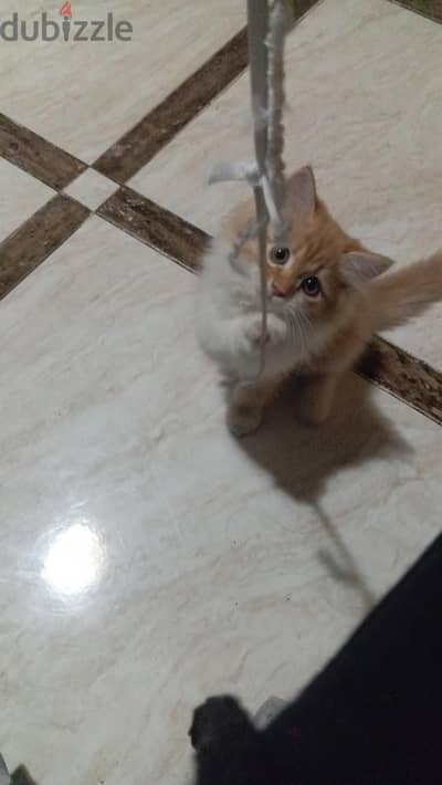 قط شيرازي انثي في سن اربع شهور