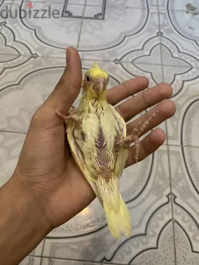 كوكتيل تأكيل يدوي