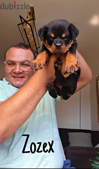 Rottweilers