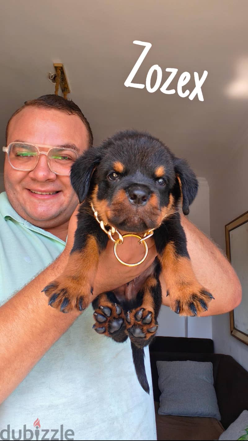 Rottweilers 1
