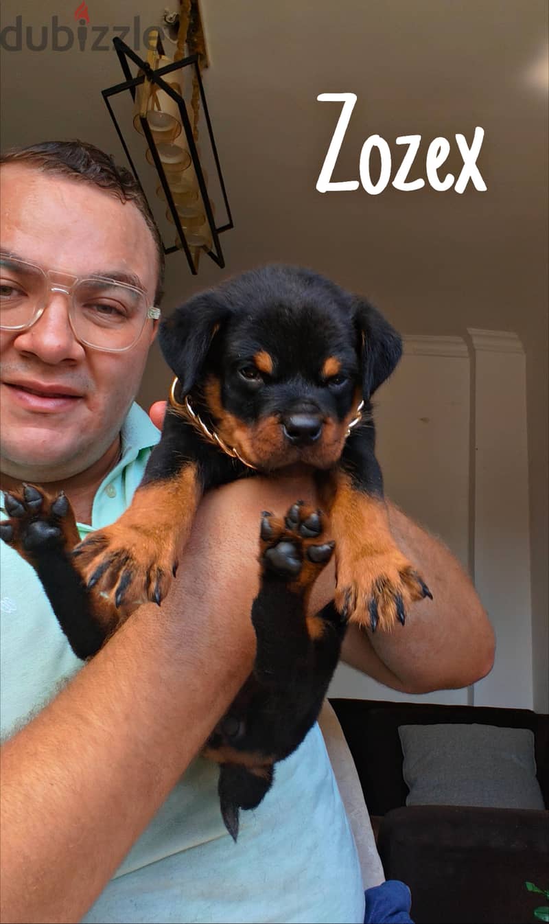 Rottweilers 2