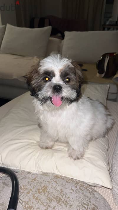 Shih tzu male 2 month