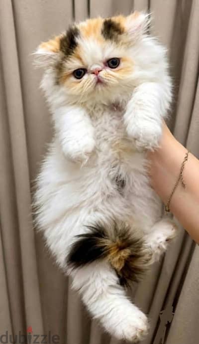 قطه بنوته فان كاليكو