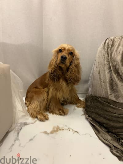Cute cocker spaniel for adoption