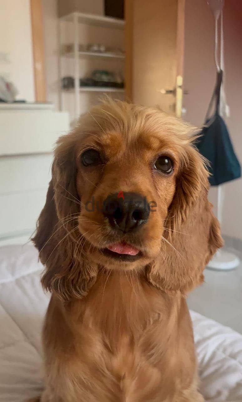 Cute cocker spaniel for adoption 1