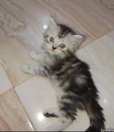 قط شيرازي 49. يوم يرجي الاتصال علي 01094843595