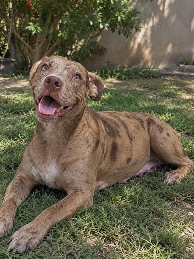 Female American Bully Chocolate Merle