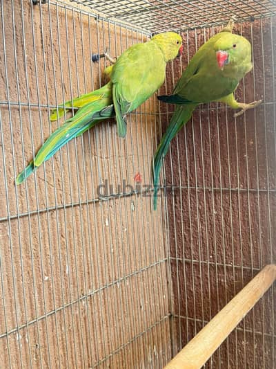 جوز دره  شبيات سنه ونص