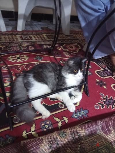 قطة بنت للتبني