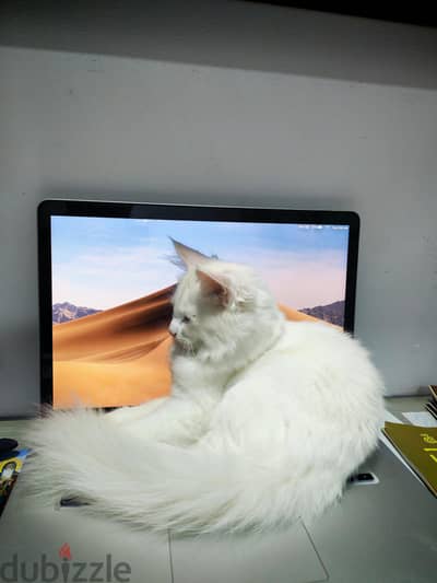zico the cat