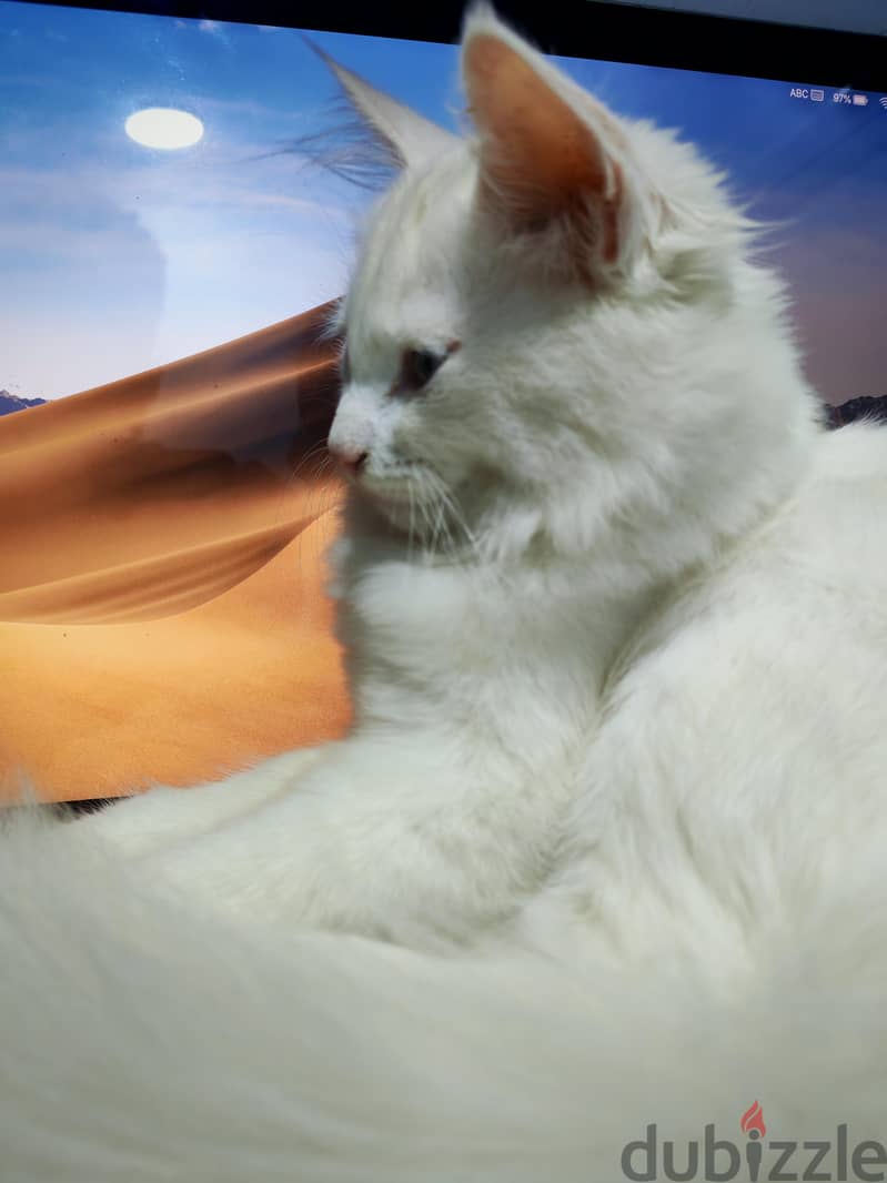 zico the cat 1