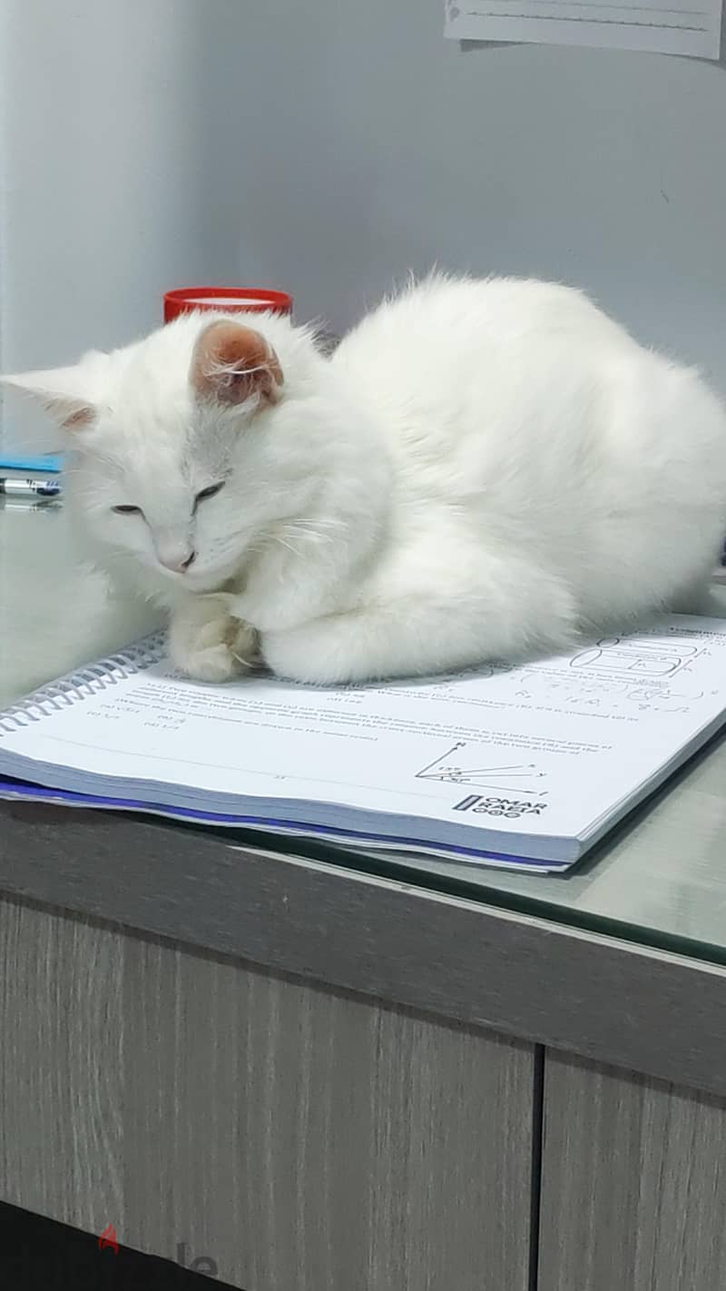 zico the cat 2