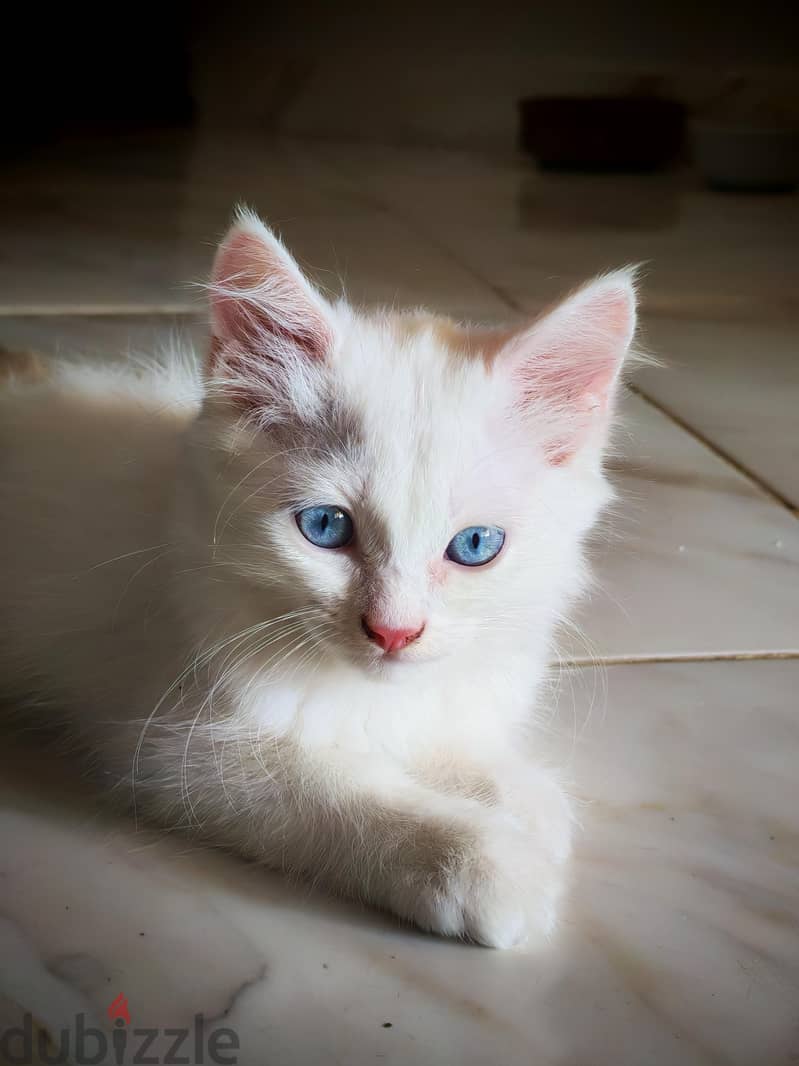 zico the cat 4