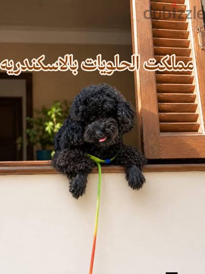 اجمل بنت توي بودل مستوي محترم جدا ام منتجه