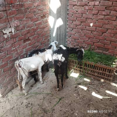 ماعز عشر  ومعاها دكر مخصي ونتاية رباعي