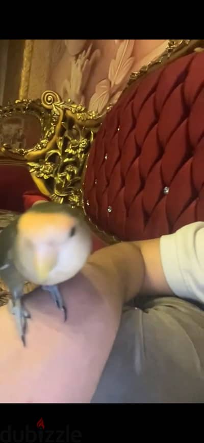 دكر روز طيران حر موجود فيديو