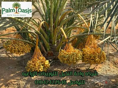 نخيل برحي -مجدول - سكري