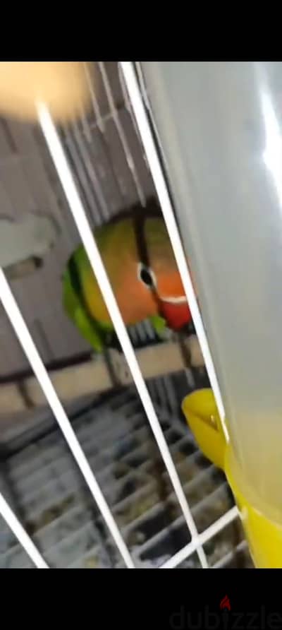 قص فيشر جرين اول شغل