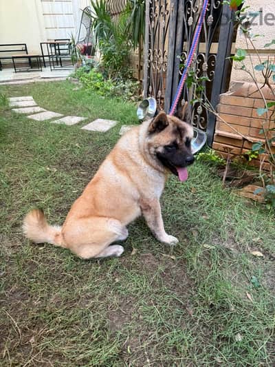 Akita Male Dog