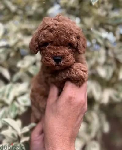Premium Toy Poodle