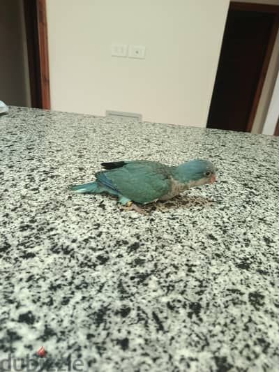 ببغاء كويكر اليف