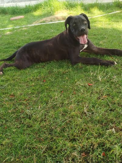 Female Cane Corso