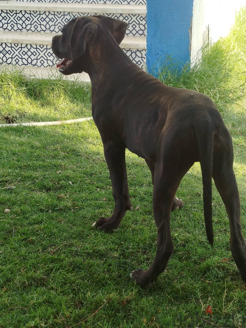 Female Cane Corso 1