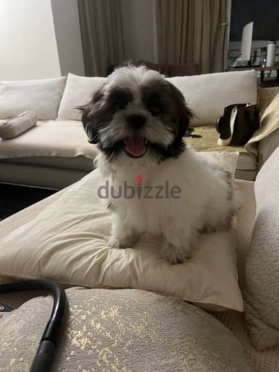 Shih tzu