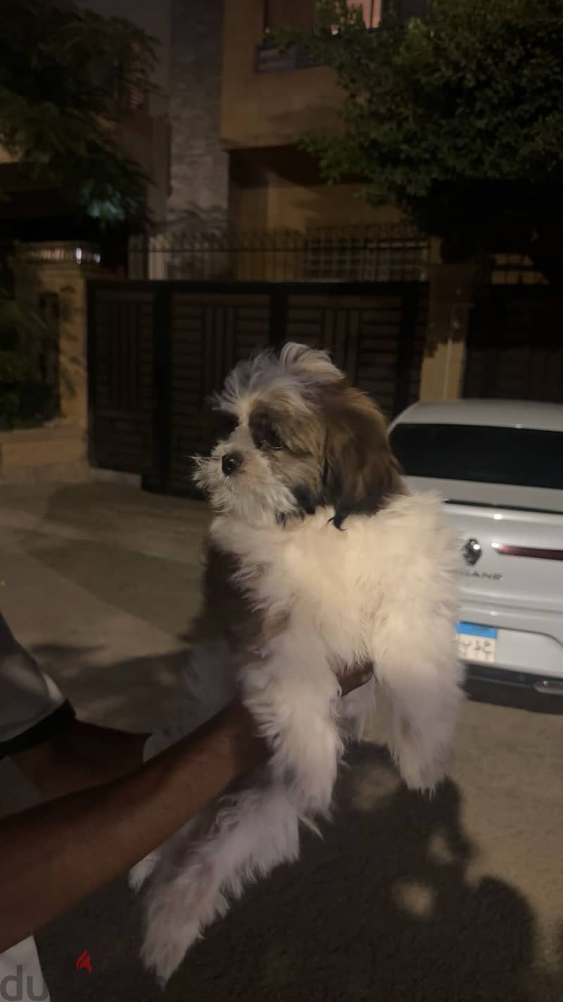 Shih tzu 1