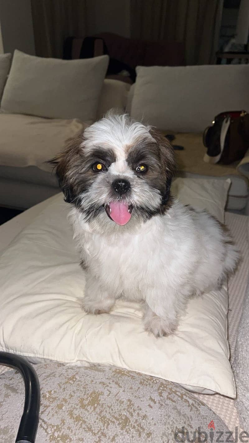 Shih tzu 2