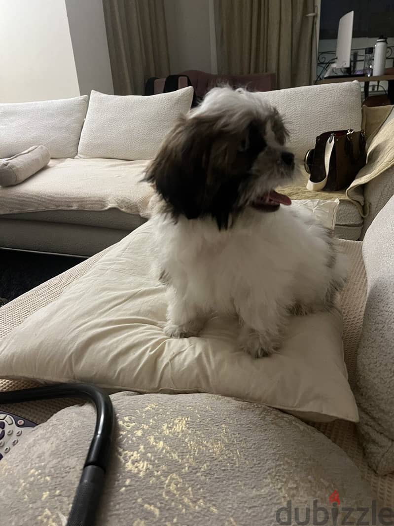 Shih tzu 3