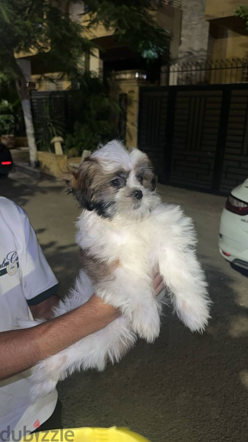 Shih tzu 4
