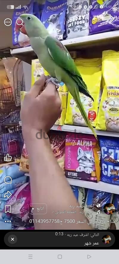 متاح فرد دره امريكي تاكيل يدوي هادي وبيكلع علي الايد بدايت كلام