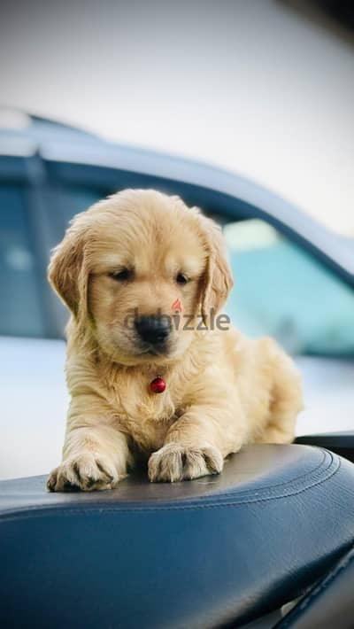 golden retriever جولدن ريتريفر
