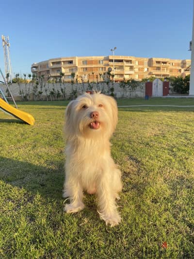 For adoption