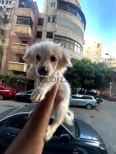 كلب جريفون فرنساوى