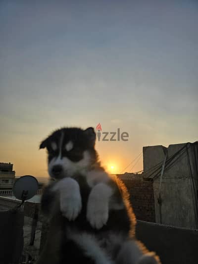 pure bred husky