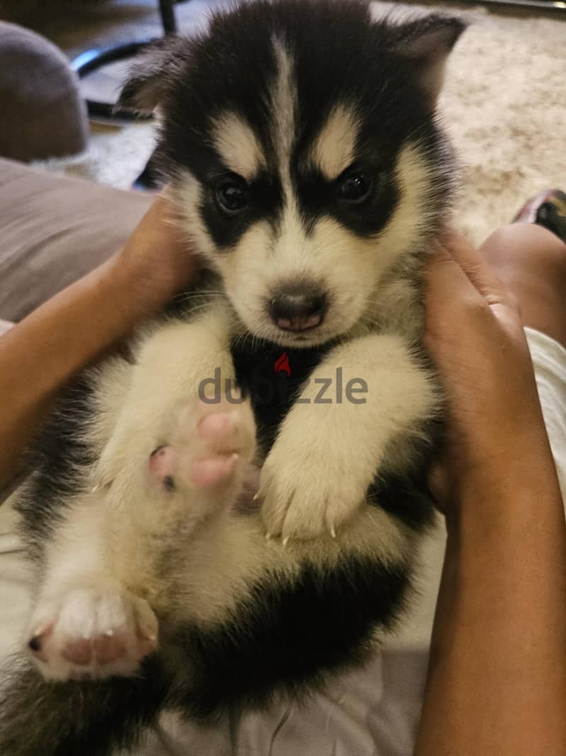 pure bred husky 1