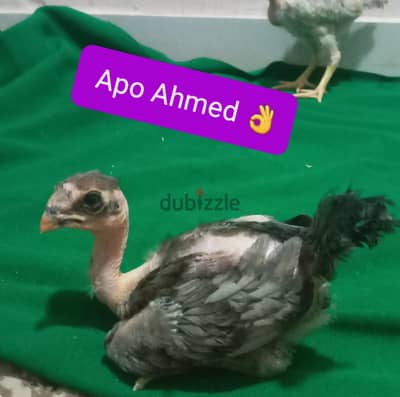 كتاكيت فتنامي