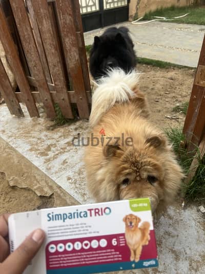 Female chow chow