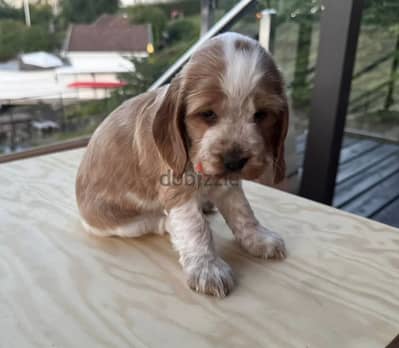 Cocker spaniel puppy كوكر اسبانيل