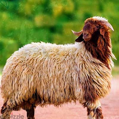 خرفان عيد الاضحى  خروفين و إمكانية الذبح والتقطيع