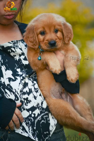 Golden Retriever Puppies Available for Reservation!**