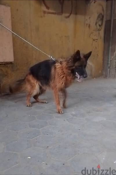 نتايه للبدل بدكر  فريخه