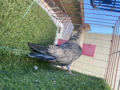 نتايه ازرق قطفه