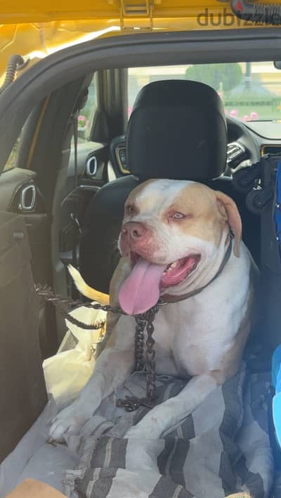 American Staffordshire Terrier