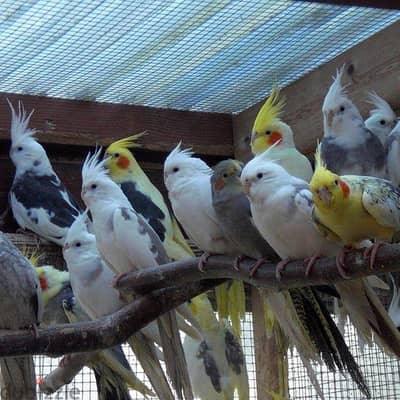 متاح مجموعة عصافير فلل واسترالي وكوكتيل بانواعهم بيع للتصفيه