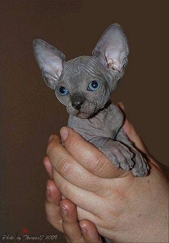 Sphynx cat